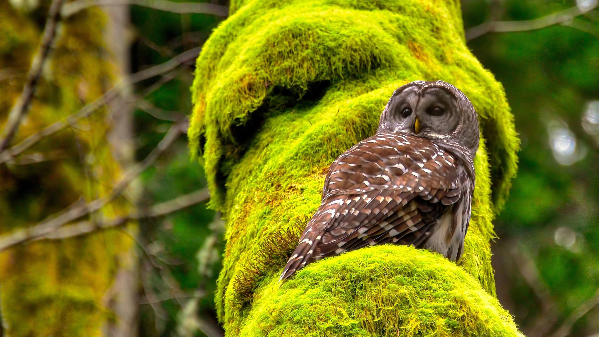 印度队未来:加大资源投入,打造世界级乒乓球队伍,印度乒乓球员